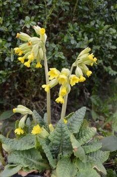 Schlüsselblume, Echte (Pflanze)